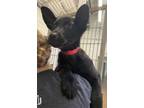 Adopt Parsnip a Mixed Breed