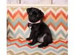 Adopt Ruffles a Pug