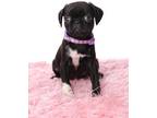 Adopt Pringle a Pug