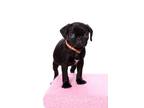 Adopt Tostito a Pug