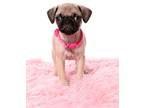 Adopt Taki a Pug