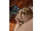 Adopt Rosie (Ladybug's Litter) a Pit Bull Terrier