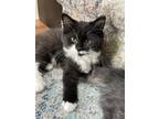 Adopt Chilly AND Snowy a Domestic Long Hair