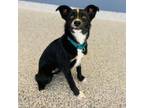 Adopt Lily a Border Collie, Mixed Breed