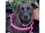 Adopt Stella Rose a Black Labrador Retriever