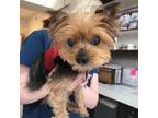 Adopt Bailey a Yorkshire Terrier