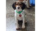Adopt Dolly a Brittany Spaniel, Beagle