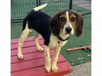 Adopt Bonnie a Beagle