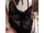 Adopt Twiggy Miller a Domestic Short Hair