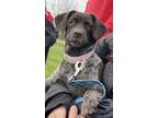 Adopt Aurora a German Shorthaired Pointer