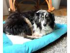 Adopt June a Australian Shepherd