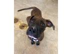 Adopt Jade a Pit Bull Terrier, Mixed Breed