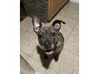 Adopt Oaklee a Pit Bull Terrier