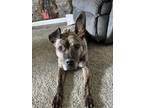 Adopt Oaklee a Pit Bull Terrier