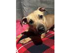 Adopt Moxie a Boxer, Pit Bull Terrier