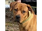 Adopt Peaches a Boxer, Pit Bull Terrier