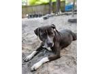 Adopt Harley Quinn a Pit Bull Terrier, Hound