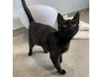 Adopt Sadie a Domestic Short Hair