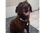 Adopt Stevie a Chocolate Labrador Retriever