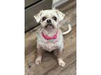 Adopt Mabel a Shih Tzu