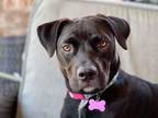 Adopt Anya a Pit Bull Terrier, Australian Cattle Dog / Blue Heeler