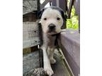 Adopt Penny a American Bully, Mixed Breed