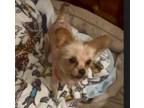 Adopt Anise a Yorkshire Terrier