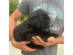 Labrador Retriever Puppy for sale in Madisonville, KY, USA