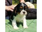 Cavalier King Charles Spaniel Puppy for sale in Soddy Daisy, TN, USA
