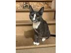 Adopt Naomi a Domestic Short Hair