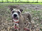 Adopt Maple Daniel a Pit Bull Terrier, Staffordshire Bull Terrier