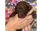 Mutt Puppy for sale in Fate, TX, USA