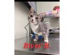 Adopt River B a Domestic Short Hair