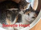 Adopt Sweetie Heart a Domestic Short Hair