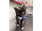 Adopt Ashley B (Ash) a Domestic Short Hair
