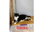 Adopt Socks a Domestic Short Hair