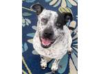 Adopt Pepper Anne a Mixed Breed