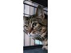 Adopt Poppy a Domestic Short Hair