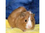 Adopt Sunny a Guinea Pig