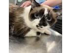 Adopt Purrfect a Snowshoe