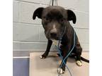 Adopt Sweet Baby a Pit Bull Terrier