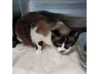 Adopt Serenity a Snowshoe