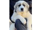 Adopt Antora a Great Pyrenees