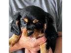 Cavalier King Charles Spaniel Puppy for sale in Boring, OR, USA
