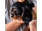 Cavalier King Charles Spaniel Puppy for sale in Boring, OR, USA