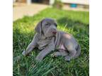 Weimaraner Puppy for sale in Norco, CA, USA