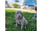 Weimaraner Puppy for sale in Norco, CA, USA