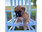 Boxer Puppy for sale in Montezuma, GA, USA