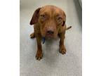 Adopt Wildflower a Pit Bull Terrier, Mixed Breed