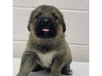Spanish Mastiff Puppy for sale in Middletown, NY, USA